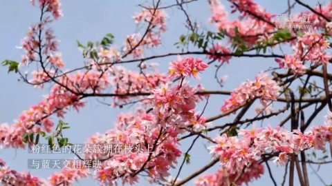 千城胜景丨云南普洱墨江：节荚决明花染粉了春天