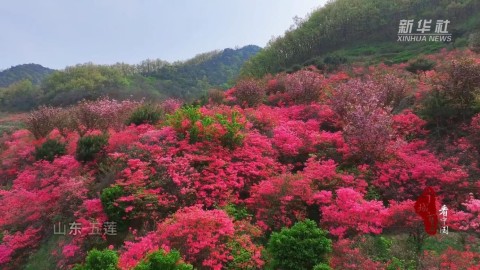 千城百县看中国丨山东五莲：杜鹃花开 春满人间